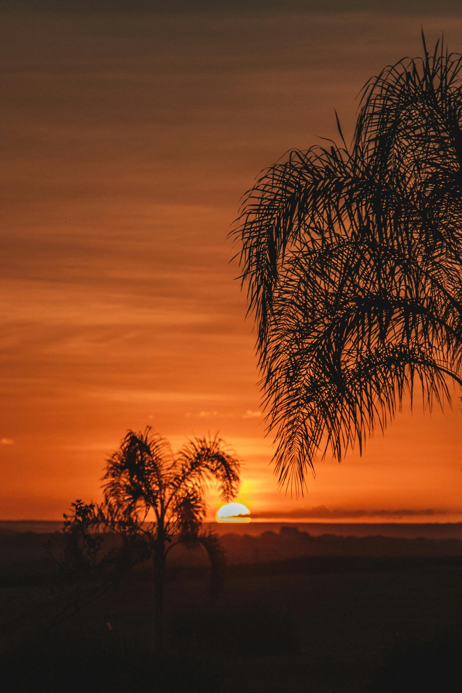 Captivating view of palm trees silhouetted against a vibrant sunset in Sorriso, Brazil.